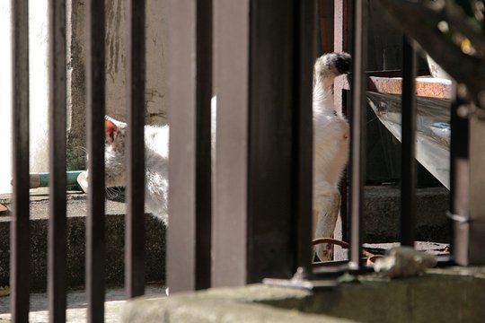太田区のねこ