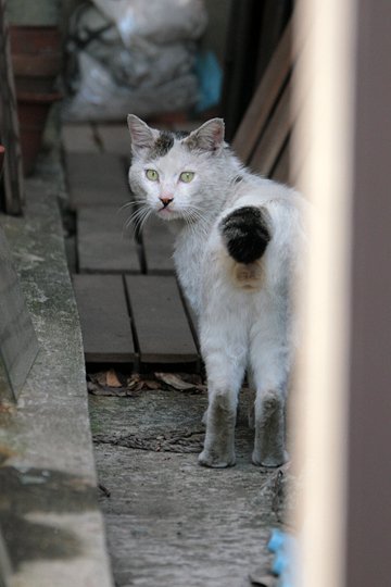 太田区のねこ