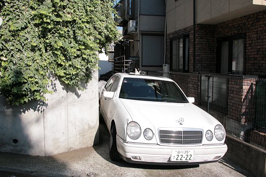 太田区のねこ