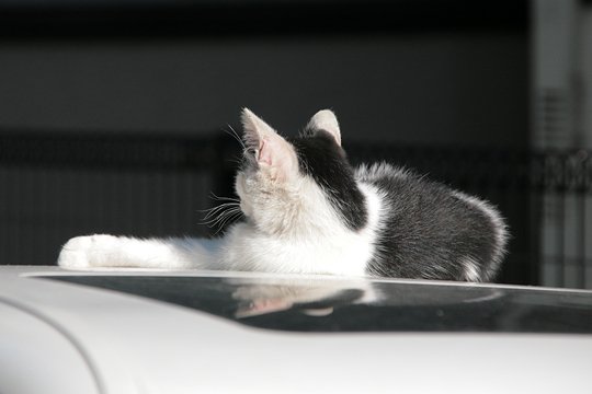 太田区のねこ