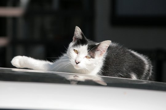 太田区のねこ