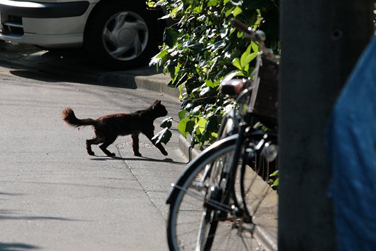 太田区のねこ