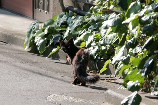 太田区のねこ