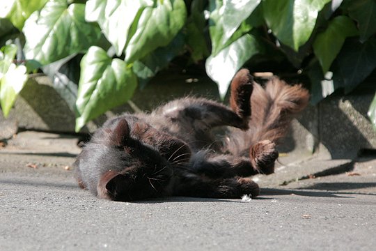 太田区のねこ
