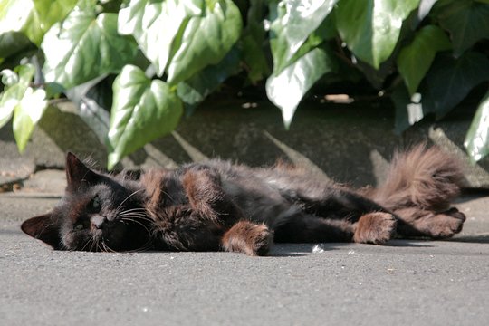 太田区のねこ