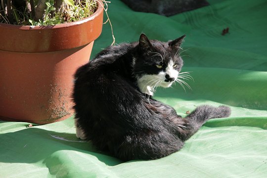 太田区のねこ