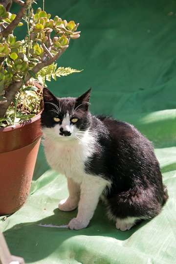 太田区のねこ