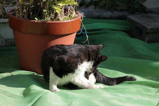 太田区のねこ