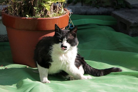 太田区のねこ