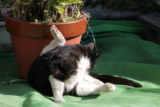 太田区のねこ