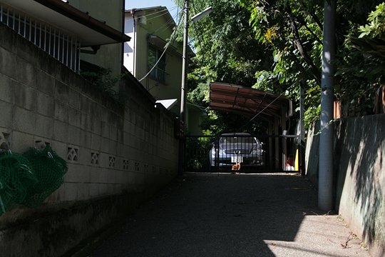 太田区のねこ
