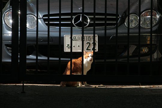 太田区のねこ