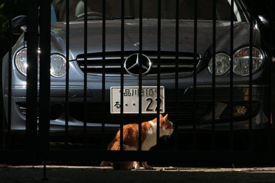 太田区のねこ