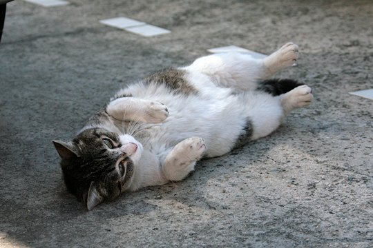 太田区のねこ