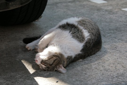 太田区のねこ