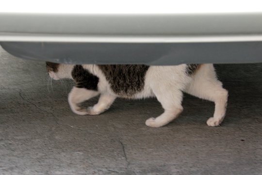 太田区のねこ