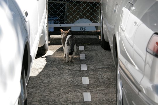 太田区のねこ