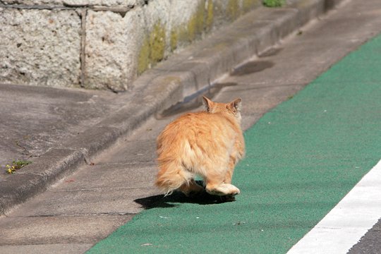 太田区のねこ