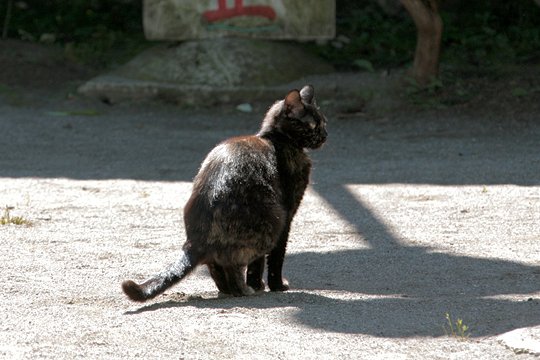 太田区のねこ