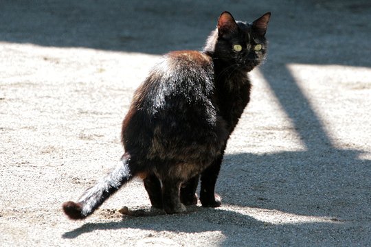 太田区のねこ