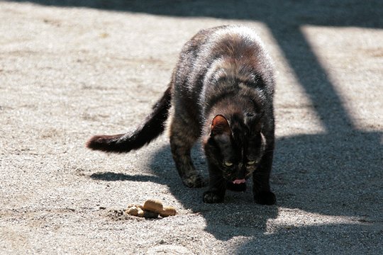 太田区のねこ