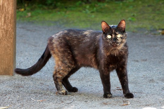太田区のねこ