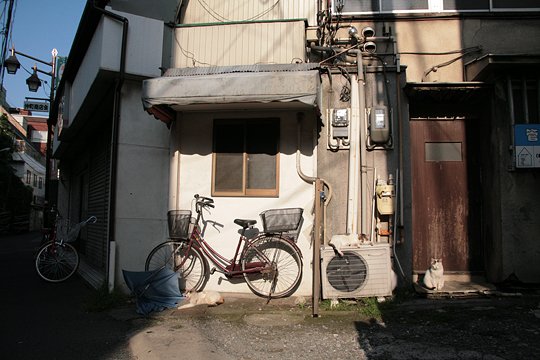 太田区のねこ