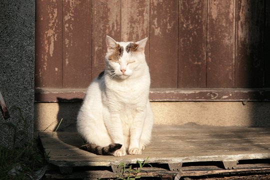 太田区のねこ