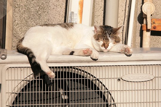 太田区のねこ