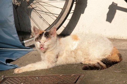 太田区のねこ