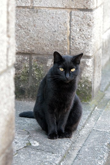 太田区のねこ