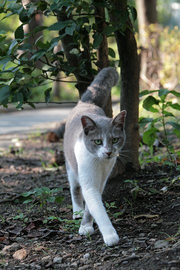 太田区のねこ