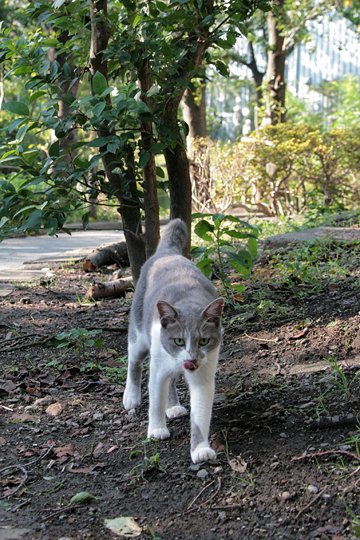 太田区のねこ