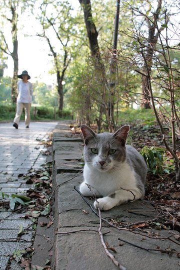 太田区のねこ