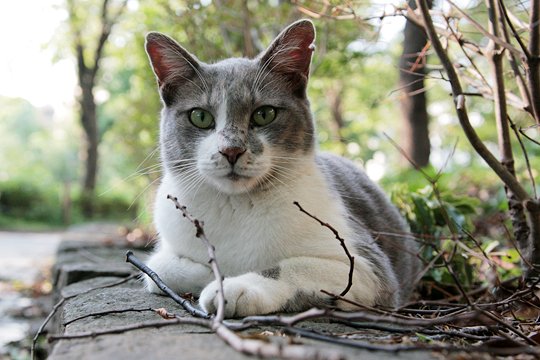 太田区のねこ
