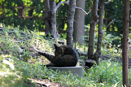 太田区のねこ