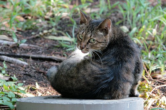 太田区のねこ