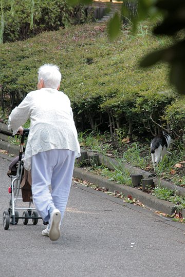 太田区のねこ