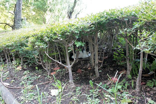 太田区のねこ