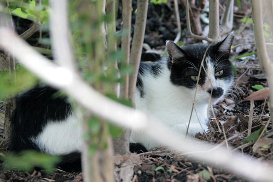 太田区のねこ