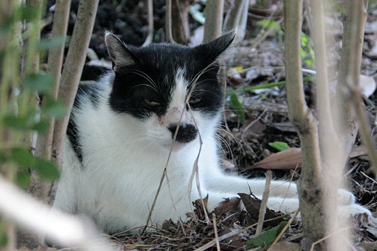 太田区のねこ