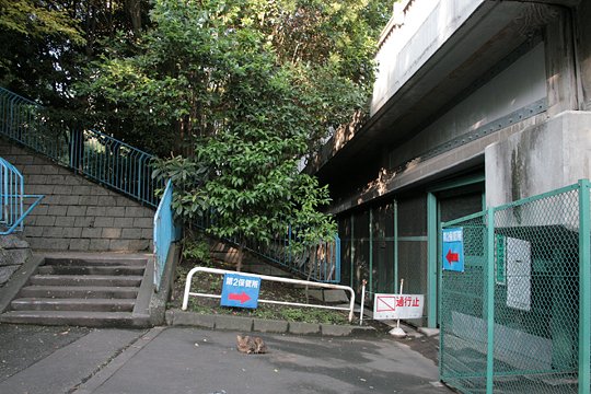 太田区のねこ