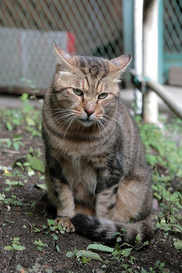 太田区のねこ