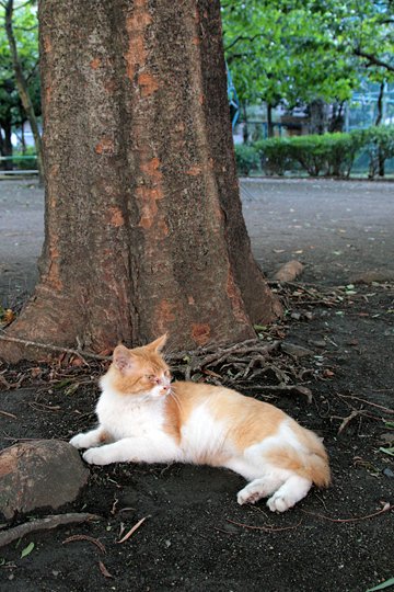 太田区のねこ