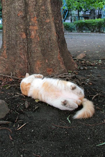 太田区のねこ