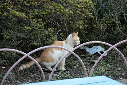 太田区のねこ