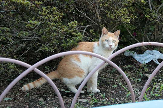 太田区のねこ