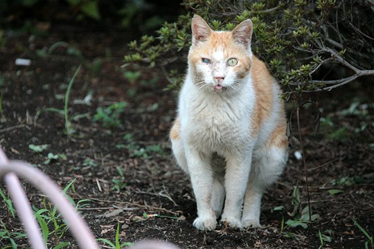 太田区のねこ