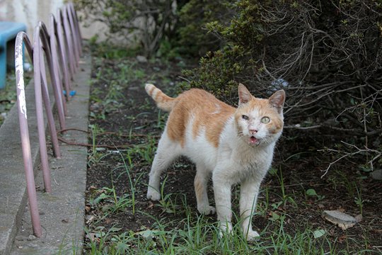 太田区のねこ