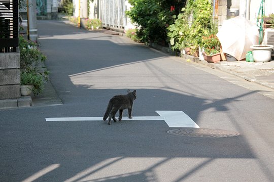 太田区のねこ